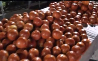 &Sigma;&tau;&iota;&sigmaf; 29 &Sigma;&epsilon;&pi;&tau;&epsilon;&mu;&beta;&rho;ί&omicron;&upsilon; &eta; &gamma;&iota;&omicron;&rho;&tau;ή &nu;&tau;&omicron;&mu;ά&tau;&alpha;&sigmaf; &sigma;&tau;&eta;&nu; &Kappa;&alpha;&nu;&delta;ή&lambda;&alpha; (vd)