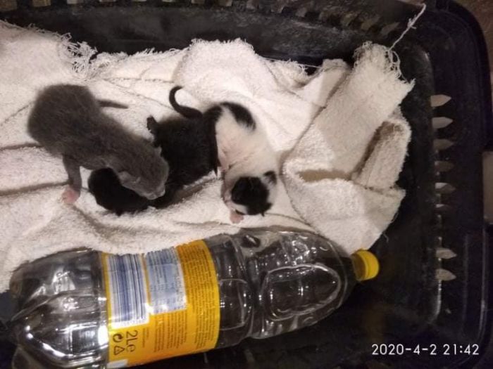 Πέταξαν νεογέννητα γατάκια σε κάδο σκουπιδιών της Τρίπολης (εικόνες)