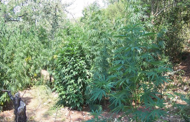 Φυτεία κάνναβης με 414 δενδρύλλια εντοπίστηκε στην Αρκαδία! (εικόνες)