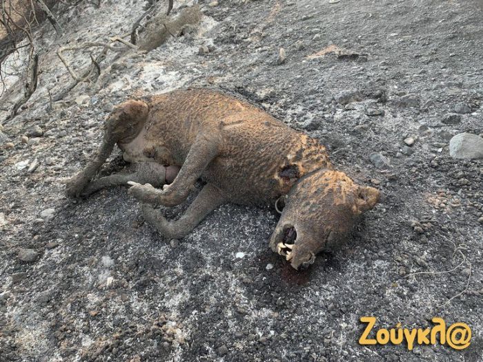 Ολική καταστροφή στο Λιβαδάκι Γορτυνίας (εικόνες)