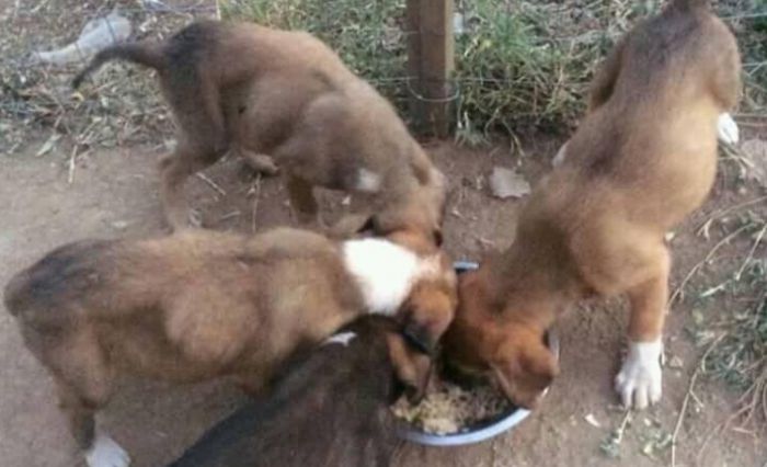 Χαρίζονται σκυλάκια στην Τρίπολη