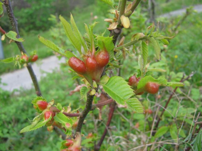 &Omicron;&delta;&upsilon;&sigma;&sigma;έ&alpha;&sigmaf;: &laquo;&Eta; &Kappa;&upsilon;&beta;έ&rho;&nu;&eta;&sigma;&eta; ά&phi;&eta;&sigma;&epsilon; &epsilon;&kappa;&tau;ό&sigmaf; &tau;&eta;&nu; &Alpha;&rho;&kappa;&alpha;&delta;ί&alpha; &sigma;&tau;&eta; &mu;&epsilon;&lambda;έ&tau;&eta; &gamma;&iota;&alpha; &tau;&eta;&nu; &alpha;&nu;&tau;&iota;&mu;&epsilon;&tau;ώ&pi;&iota;&sigma;&eta; &tau;&eta;&sigmaf; &sigma;&phi;ή&kappa;&alpha;&sigmaf; &tau;&eta;&sigmaf; &kappa;&alpha;&sigma;&tau;&alpha;&nu;&iota;ά&sigmaf;"