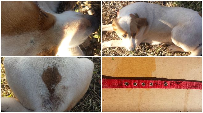 &Chi;&tau;ύ&pi;&eta;&sigma;&alpha;&nu; &sigma;&kappa;&upsilon;&lambda;ί&tau;&sigma;&alpha; &sigma;&tau;&omicron; &chi;&omega;&rho;&iota;ό &Alpha;&gamma;ί&alpha; &Sigma;&omicron;&phi;ί&alpha; &Kappa;&upsilon;&nu;&omicron;&upsilon;&rho;ί&alpha;&sigmaf;