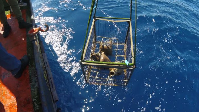 &Eta; &sigma;&pi;&omicron;&upsilon;&delta;&alpha;ί&alpha; ... &alpha;&nu;&alpha;&kappa;ά&lambda;&upsilon;&psi;&eta; &sigma;&tau;&alpha; έ&rho;&gamma;&alpha; &eta;&lambda;&epsilon;&kappa;&tau;&rho;&iota;&kappa;ή&sigmaf; &delta;&iota;&alpha;&sigma;ύ&nu;&delta;&epsilon;&sigma;&eta;&sigmaf; &Kappa;&rho;ή&tau;&eta;&sigmaf; - &Pi;&epsilon;&lambda;&omicron;&pi;&omicron;&nu;&nu;ή&sigma;&omicron;&upsilon;!