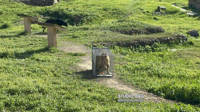 Άργος | Επίθεση αδέσποτων σκύλων σε 17χρονο κορίτσι - Σε σοβαρή κατάσταση χειρουργείται στο νοσοκομείο