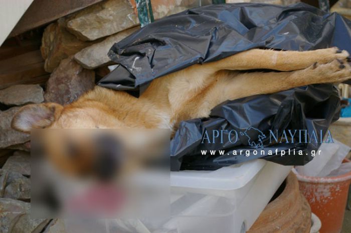 Νέα φρίκη στην Αργολίδα: Νεκρά επτά σκυλιά από φόλες (vd)