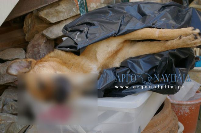 Νέα φρίκη στην Αργολίδα: Νεκρά επτά σκυλιά από φόλες (vd)