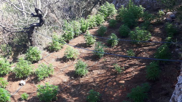 &Lambda;&alpha;&kappa;&omega;&nu;ί&alpha; | &Phi;&upsilon;&tau;&epsilon;ί&alpha; &kappa;ά&nu;&nu;&alpha;&beta;&eta;&sigmaf; &mu;έ&sigma;&alpha; &sigma;&tau;&omicron; &delta;ά&sigma;&omicron;&sigmaf; &epsilon;&nu;&tau;ό&pi;&iota;&sigma;&epsilon; &eta; &Alpha;&sigma;&tau;&upsilon;&nu;&omicron;&mu;ί&alpha; (&epsilon;&iota;&kappa;ό&nu;&epsilon;&sigmaf;)