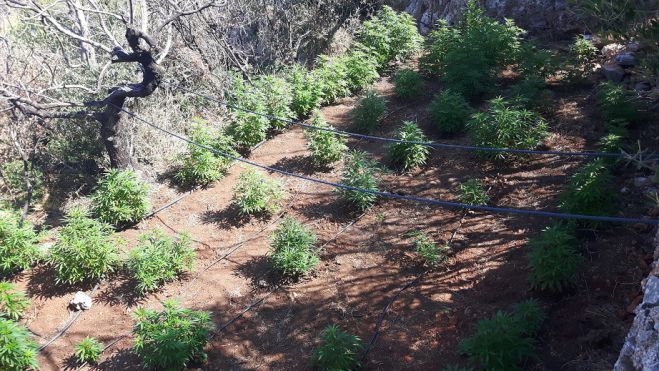 &Lambda;&alpha;&kappa;&omega;&nu;ί&alpha; | &Phi;&upsilon;&tau;&epsilon;ί&alpha; &kappa;ά&nu;&nu;&alpha;&beta;&eta;&sigmaf; &mu;έ&sigma;&alpha; &sigma;&tau;&omicron; &delta;ά&sigma;&omicron;&sigmaf; &epsilon;&nu;&tau;ό&pi;&iota;&sigma;&epsilon; &eta; &Alpha;&sigma;&tau;&upsilon;&nu;&omicron;&mu;ί&alpha; (&epsilon;&iota;&kappa;ό&nu;&epsilon;&sigmaf;)