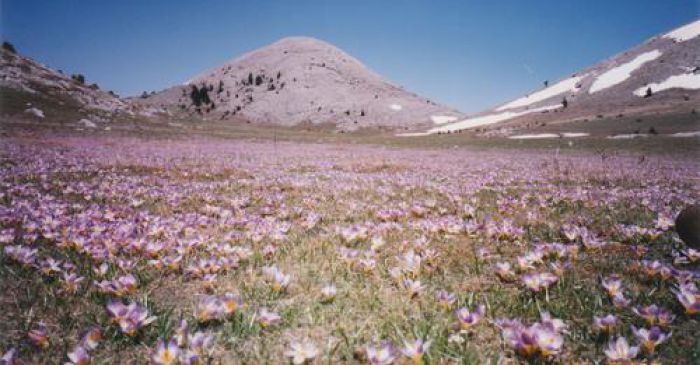 &Epsilon;&xi;ό&rho;&mu;&eta;&sigma;&eta; &Sigma;&Alpha;&Omicron;&Omicron; &sigma;&tau;&omicron;&nu; &Pi;ά&rho;&nu;&omega;&nu;&alpha;