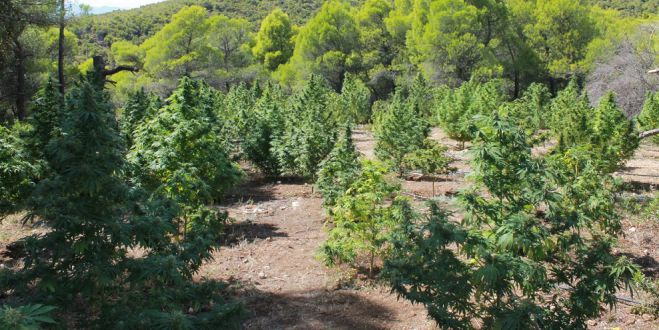 Φυτεία εντοπίστηκε στην Κορινθία - Κατασχέθηκαν 138 δενδρύλλια