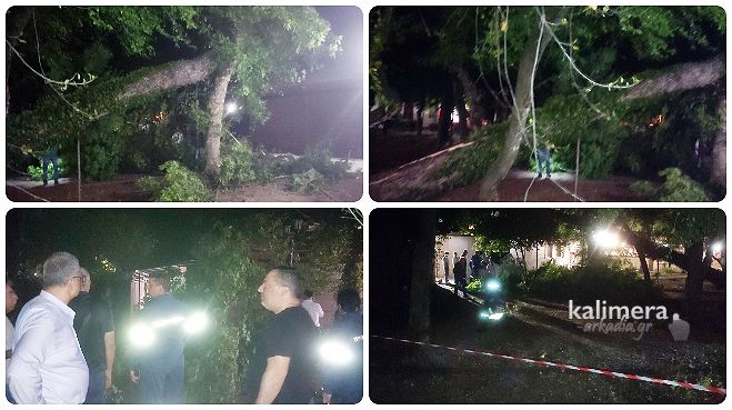 Έ&pi;&epsilon;&sigma;&epsilon; &delta;έ&nu;&delta;&rho;&omicron; &sigma;&tau;&eta;&nu; &Tau;&rho;ί&pi;&omicron;&lambda;&eta; &ndash; &Epsilon;&upsilon;&tau;&upsilon;&chi;ώ&sigmaf; &delta;&epsilon;&nu; &epsilon;ί&chi;&alpha;&mu;&epsilon; &tau;&rho;&alpha;&upsilon;&mu;&alpha;&tau;&iota;&sigma;&mu;&omicron;ύ&sigmaf; ή &zeta;&eta;&mu;&iota;έ&sigmaf; - &Eta; &epsilon;&nu;&eta;&mu;έ&rho;&omega;&sigma;&eta; &alpha;&pi;ό &tau;&omicron;&nu; &Alpha;&nu;&tau;&iota;&delta;ή&mu;&alpha;&rho;&chi;&omicron; &Lambda;&alpha;&gamma;ό (&epsilon;&iota;&kappa;ό&nu;&epsilon;&sigmaf;)