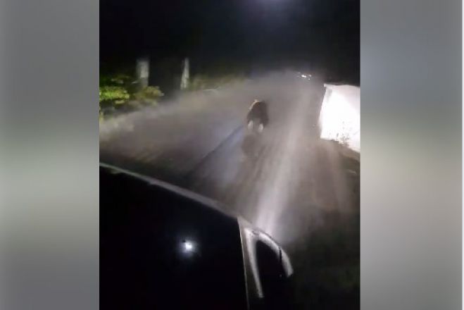 &Alpha;&rho;&kappa;&omicron;ύ&delta;&alpha; έ&kappa;&alpha;&nu;&epsilon; &alpha;&nu;&epsilon;&nu;ό&chi;&lambda;&eta;&tau;&eta; &beta;ό&lambda;&tau;&epsilon;&sigmaf; &sigma;&epsilon; &chi;&omega;&rho;&iota;ό &tau;&eta;&sigmaf; &Kappa;&omicron;&zeta;ά&nu;&eta;&sigmaf;! (vd)