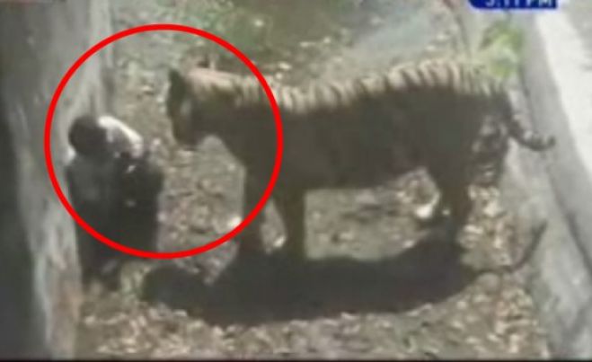Ανατριχίλα: Λευκή τίγρης σκότωσε 20χρονο σε ζωολογικό κήπο (vd)