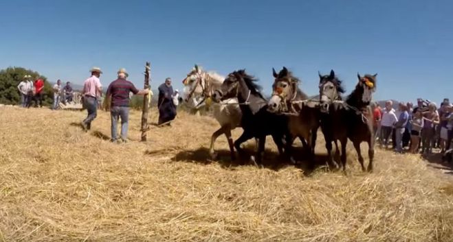 Δεν χρηματοδοτεί το παραδοσιακό αλώνισμα ο Δήμος Γορτυνίας - Το Πολιτιστικό Κέντρο Βαλτεσινίκου δίνει 500 € για να συνεχιστεί το έθιμο!