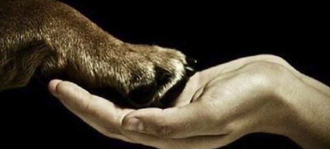 Μικρόσωμο σκυλάκι εντοπίστηκε κοντά στο 1ο Γυμνάσιο Τρίπολης