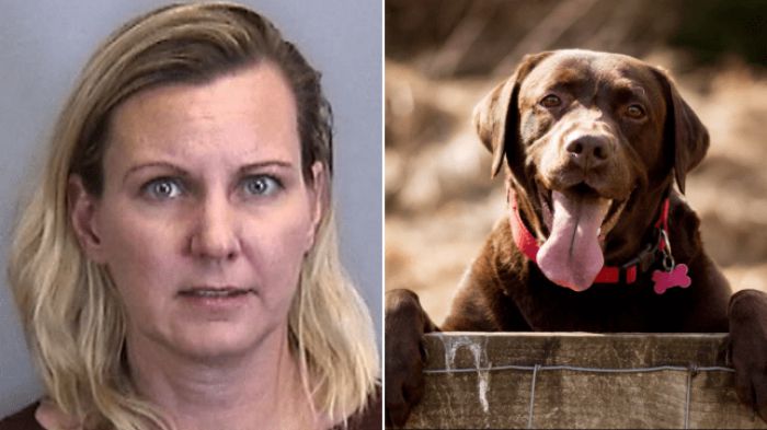 &Phi;&rho;ί&kappa;&eta; | Έ&pi;&nu;&iota;&xi;&epsilon; &tau;&omicron;&nu; &sigma;&kappa;ύ&lambda;&omicron; &sigma;&tau;&eta; &mu;&pi;&alpha;&nu;&iota;έ&rho;&alpha; &epsilon;&pi;&epsilon;&iota;&delta;ή &gamma;ά&beta;&gamma;&iota;&zeta;&epsilon; &upsilon;&pi;&epsilon;&rho;&beta;&omicron;&lambda;&iota;&kappa;ά