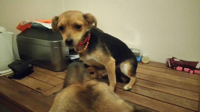 &Alpha;&upsilon;&tau;ή &tau;&eta; &mu;&iota;&kappa;&rho;ή &sigma;&kappa;&upsilon;&lambda;ί&tau;&sigma;&alpha; &tau;&eta;&nu; &psi;ά&chi;&nu;&epsilon;&iota; &kappa;&alpha;&nu;&epsilon;ί&sigmaf;;