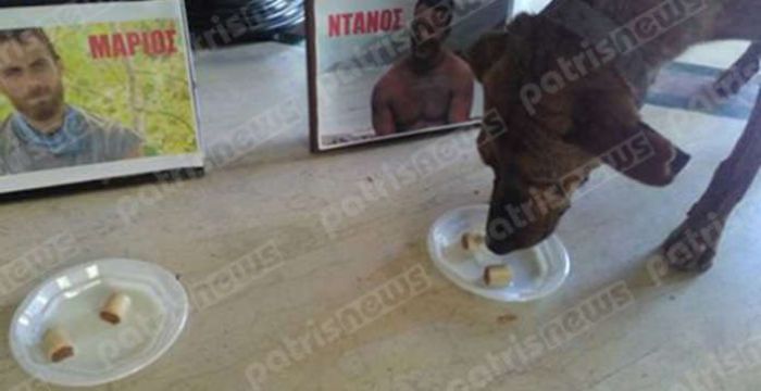 Αμαλιάδα: Ο σκύλος που προέβλεψε τη νίκη του Ντάνου στο Survivor!