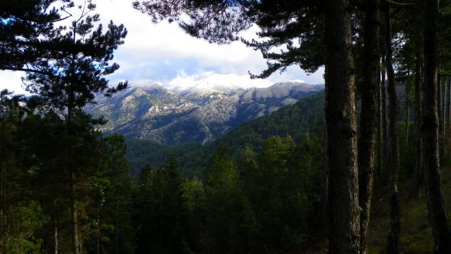 Εθελοντική αναδάσωση στον πανέμορφο Ταΰγετο