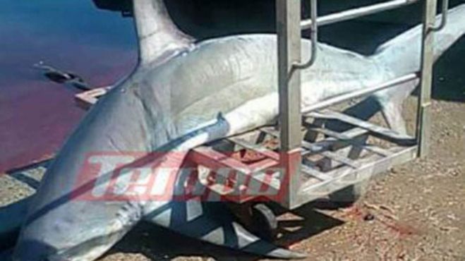 Έ&beta;&gamma;&alpha;&lambda;&epsilon; &kappa;&alpha;&rho;&chi;&alpha;&rho;ί&alpha; 200 &kappa;&iota;&lambda;ώ&nu; &sigma;&tau;&omicron;&nu; &Pi;&alpha;&tau;&rho;&alpha;ϊ&kappa;ό &Kappa;ό&lambda;&pi;&omicron;!