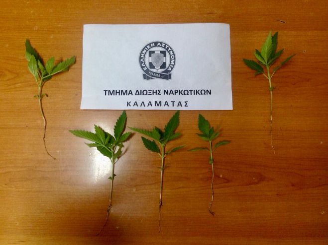 &Phi;&upsilon;&tau;ά &kappa;ά&nu;&nu;&alpha;&beta;&eta;&sigmaf; &epsilon;&nu;&tau;ό&pi;&iota;&sigma;&epsilon; &eta; &alpha;&sigma;&tau;&upsilon;&nu;&omicron;&mu;ί&alpha; &sigma;&epsilon; &sigma;&pi;ί&tau;&iota; &sigma;&tau;&eta; &Mu;&epsilon;&sigma;&sigma;ή&nu;&eta;