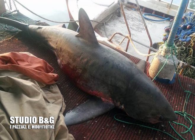 Αργολίδα: Ψαράς έπιασε 4 μέτρα καρχαρία!