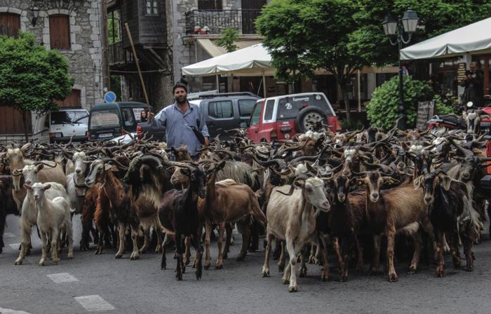 "Παρέλαση" από ... γίδια στους δρόμους της Στεμνίτσας! (εικόνες)