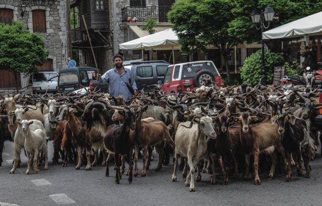 &quot;Παρέλαση&quot; από ... γίδια στους δρόμους της Στεμνίτσας! (εικόνες)