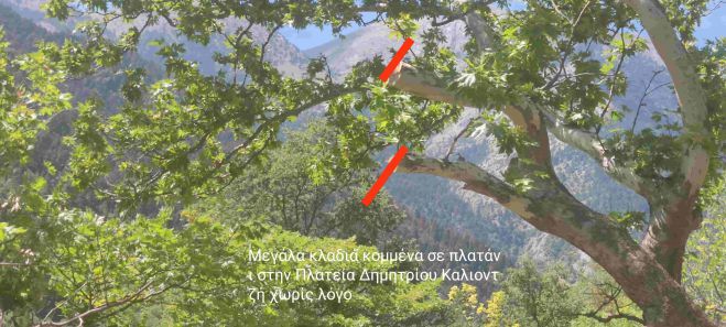 Καταγγελία από τον Πρόεδρο της Σίταινας | "Σε έργο του ΔΕΔΔΗΕ έγινε αλόγιστη κοπή δέντρων, εξαφανίστηκαν τα ξύλα από το χωριό"