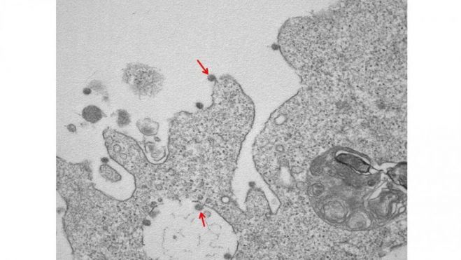 &Kappa;&omicron;&rho;&omega;&nu;&omicron;ϊό&sigmaf; | &Iota;&tau;&alpha;&lambda;&omicron;ί &phi;&omega;&tau;&omicron;&gamma;&rho;&alpha;&phi;ί&zeta;&omicron;&upsilon;&nu; &gamma;&iota;&alpha; &pi;&rho;ώ&tau;&eta; &phi;&omicron;&rho;ά &tau;&omicron;&nu; &phi;&omicron;&nu;&iota;&kappa;ό &iota;ό!
