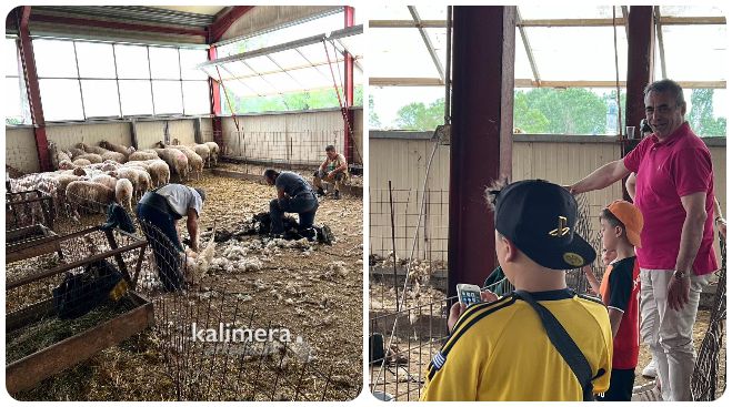 &Pi;&iota;&kappa;έ&rho;&nu;&iota; | &Tau;&eta;&nu; &kappa;&omicron;&upsilon;&rho;ά &pi;&rho;&omicron;&beta;ά&tau;&omega;&nu; &pi;&alpha;&rho;&alpha;&kappa;&omicron;&lambda;&omicron;ύ&theta;&eta;&sigma;&epsilon; &alpha;&pi;ό &kappa;&omicron;&nu;&tau;ά &omicron; &Tau;&zeta;&iota;&omicron;ύ&mu;&eta;&sigmaf;! (vd)
