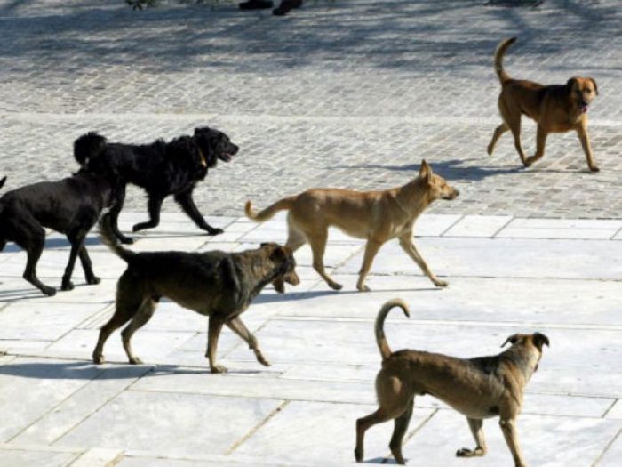 Ο Φιλοζωικός για τις τελευταίες επιθέσεις αδέσποτων στην Τρίπολη: &quot;Οι δρόμοι και οι πλατείες δεν είναι οι κατάλληλοι χώροι για τα σκυλιά&quot;
