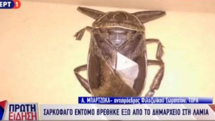 Αυτό είναι το παράξενο σκαρκοφάγο έντομο που βρέθηκε στη Λαμία (vd)