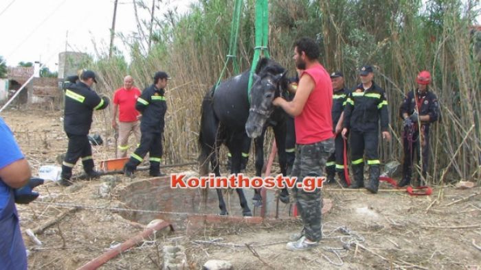 Κόρινθος: Συγκλονιστική διάσωση αλόγου που έπεσε σε πηγάδι (vd)