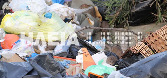 Σοκ - Αρουραίοι κάνουν ... βόλτες σε βουνά σκουπιδιών κοντά στον Πύργο (εικόνες)