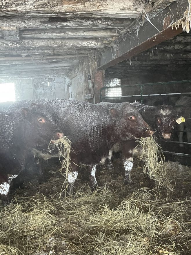 &Pi;ά&gamma;&omega;&sigma;&alpha;&nu; &zeta;ώ&alpha; &alpha;&pi;ό &tau;&omicron; &kappa;&rho;ύ&omicron; &sigma;&tau;&eta;&nu; &Alpha;&mu;&epsilon;&rho;&iota;&kappa;ή! (vd)