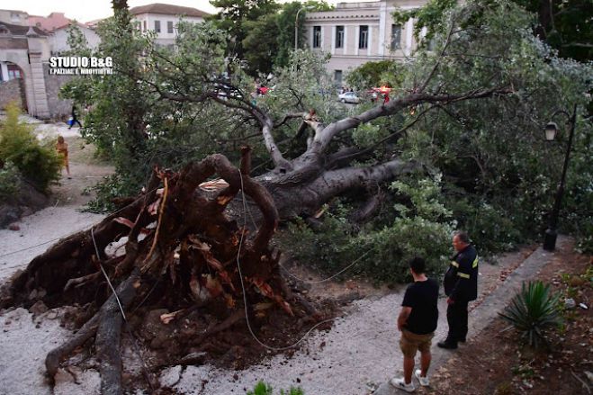 &Pi;&alpha;&rho;&alpha;&lambda;ί&gamma;&omicron; &tau;&rho;&alpha;&gamma;&omega;&delta;ί&alpha; &sigma;&tau;&omicron; &Nu;&alpha;ύ&pi;&lambda;&iota;&omicron; &mu;&epsilon; &pi;&tau;ώ&sigma;&eta; &tau;&epsilon;&rho;ά&sigma;&tau;&iota;&omicron;&upsilon; &delta;έ&nu;&tau;&rho;&omicron;&upsilon; (vd)