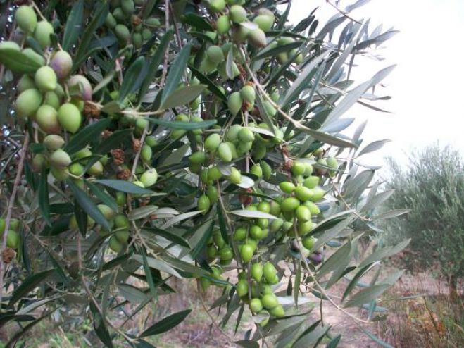 Ανομβρία και ξηρασία έχουν προκαλέσει σοβαρές ζημιές στις ελιές της Πελοποννήσου