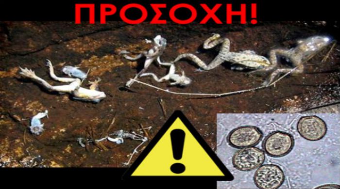 &Epsilon;&xi;&alpha;&iota;&rho;&epsilon;&tau;&iota;&kappa;ά &epsilon;&pi;&iota;&kappa;ί&nu;&delta;&upsilon;&nu;&omicron;&sigmaf; &mu;ύ&kappa;&eta;&tau;&alpha;&sigmaf; &gamma;&iota;&alpha; &tau;&alpha; &alpha;&mu;&phi;ί&beta;&iota;&alpha; &ndash; &Pi;&rho;&omicron;&sigma;&omicron;&chi;ή &sigma;&upsilon;&nu;&iota;&sigma;&tau;ά &omicron; &Phi;&omicron;&rho;έ&alpha;&sigmaf; &Pi;ά&rho;&nu;&omega;&nu;&alpha; &kappa;&alpha;&iota; &Mu;&omicron;&upsilon;&sigma;&tau;&omicron;ύ