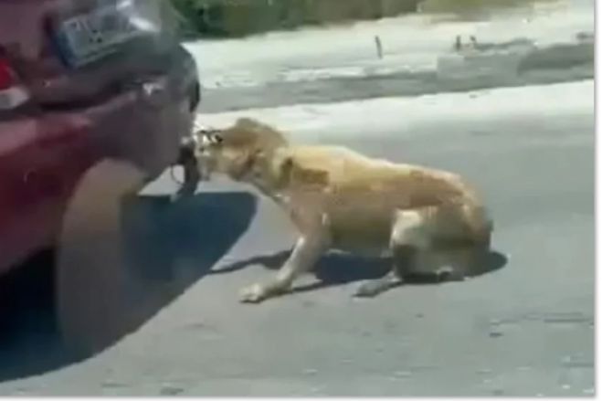 Ζάκυνθος | Έσερνε σκύλο με το αυτοκίνητο – Του επιβλήθηκε πρόστιμο 30.000 €
