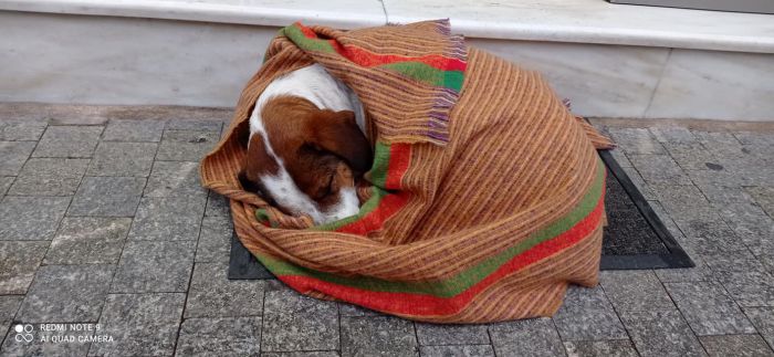 Κατάστημα στην Τρίπολη σκεπάζει με κουβέρτα αδέσποτο για να ζεσταθεί!