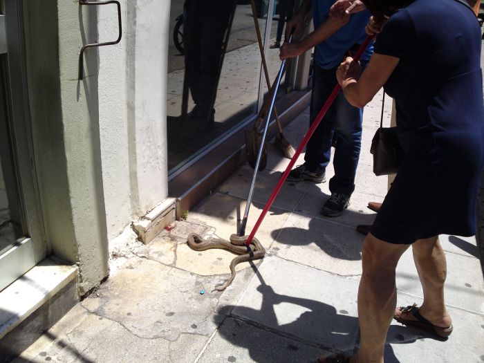 Πανικός στον Πύργο από... φίδι στο κέντρο της πόλης!