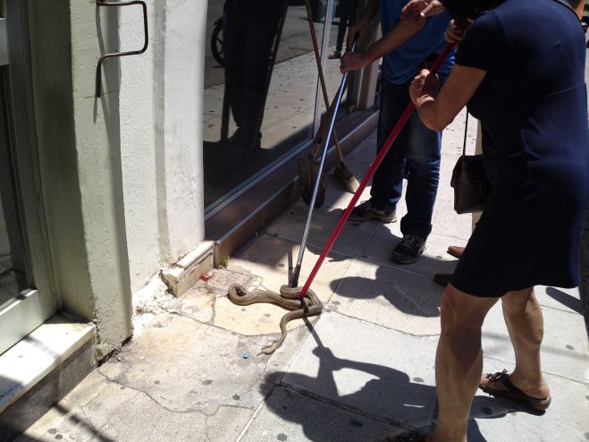 Πανικός στον Πύργο από... φίδι στο κέντρο της πόλης!