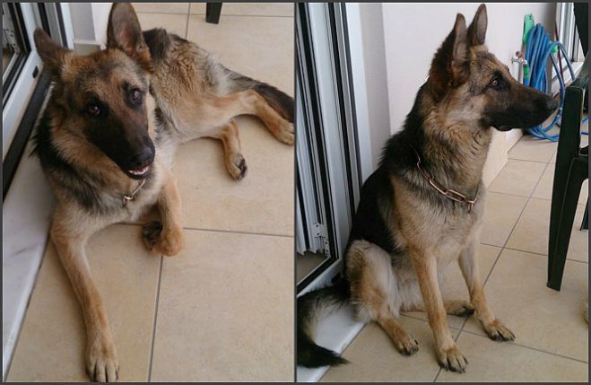 Χάθηκε σκυλίτσα στην Τρίπολη - Την έχετε δει;