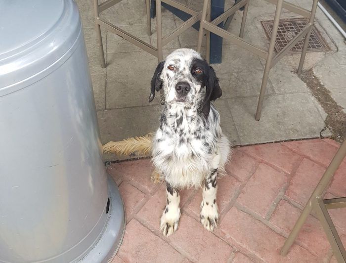 &Alpha;&upsilon;&tau;ό &tau;&omicron; &sigma;&kappa;&upsilon;&lambda;ά&kappa;&iota; &sigma;&tau;&eta;&nu; &Mu;&epsilon;&gamma;&alpha;&lambda;ό&pi;&omicron;&lambda;&eta; &chi;&rho;&epsilon;&iota;ά&zeta;&epsilon;&tau;&alpha;&iota; &phi;&iota;&lambda;&omicron;&xi;&epsilon;&nu;ί&alpha;