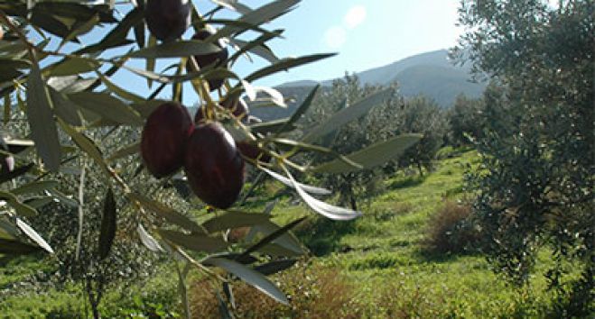 Καμπανάκι κινδύνου από Τατούλη για τα δακοκτονία!