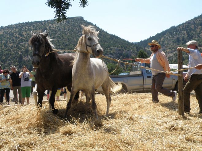 &Eta; "&Alpha;&nu;&alpha;&beta;ί&omega;&sigma;&eta; &tau;&omicron;&upsilon; &theta;έ&rho;&omicron;&upsilon; &amp; &tau;&omicron;&upsilon; &Alpha;&lambda;&omega;&nu;ί&sigma;&mu;&alpha;&tau;&omicron;&sigmaf;" &sigma;&tau;&eta;&nu; &pi;&epsilon;&rho;&iota;&omicron;&chi;ή &laquo;&Tau;&alpha;&rho;&mu;ί&rho;&iota;&raquo; &Alpha;&gamma;ί&omicron;&upsilon; &Pi;έ&tau;&rho;&omicron;&upsilon; (vd)