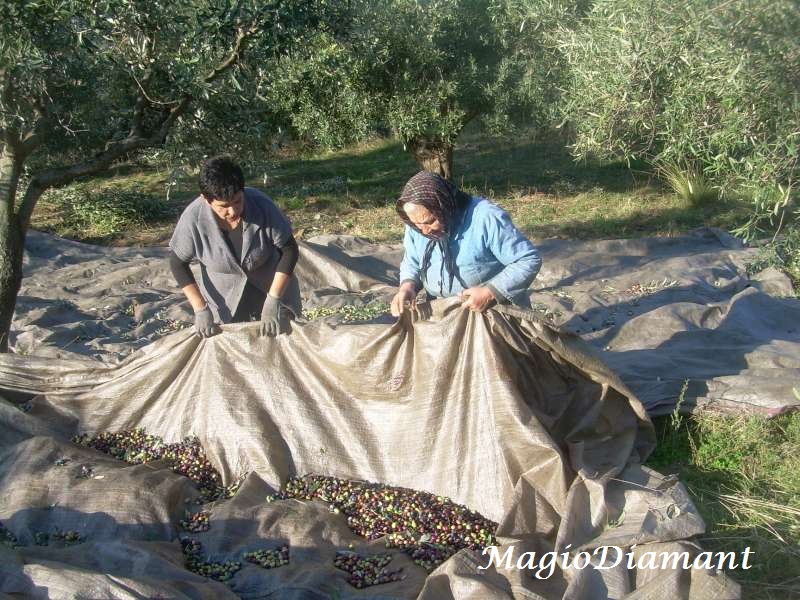 &Tau;&omicron; &mu;ά&zeta;&epsilon;&mu;&alpha; &tau;&eta;&sigmaf; &epsilon;&lambda;&iota;ά&sigmaf;- &Epsilon;&iota;&kappa;ό&nu;&epsilon;&sigmaf; &alpha;&pi;ό &tau;&eta;&nu; &Gamma;&omicron;&rho;&tau;&upsilon;&nu;ί&alpha;!