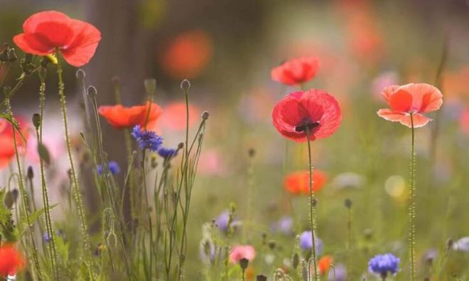 &Tau;&alpha; &pi;&rho;ώ&tau;&alpha; &sigma;&tau;&omicron;&iota;&chi;&epsilon;ί&alpha; &gamma;&iota;&alpha; &tau;&omicron;&nu; &kappa;&alpha;&iota;&rho;ό &tau;&omicron;&upsilon; &Pi;ά&sigma;&chi;&alpha;!